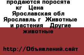 продаются поросята 45кг › Цена ­ 8 000 - Ярославская обл., Ярославль г. Животные и растения » Другие животные   